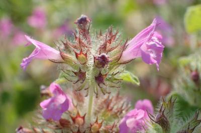 Clinopodium vulgare