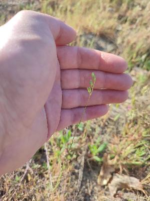 flore1777015881611odk