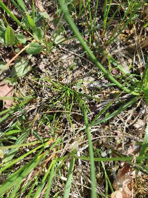 flore1777021676499odk