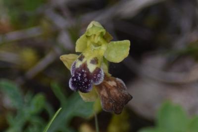 Ophrys vasconica