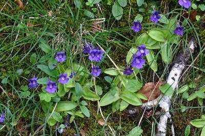 Pinguicula grandiflora