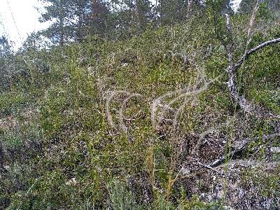 Stipa gallica