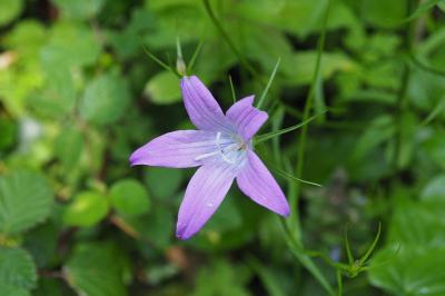 Campanula patula