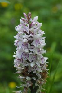 Dactylorhiza fuchsii