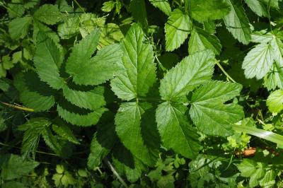 Aegopodium podagraria
