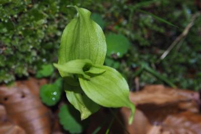 Epipactis helleborine