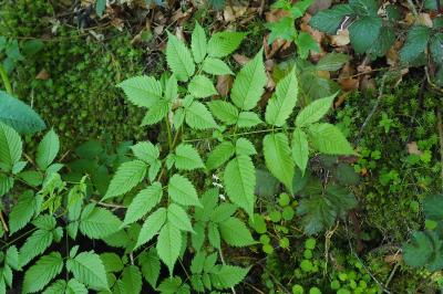 Aruncus dioicus