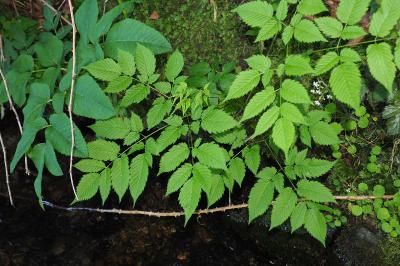 Aruncus dioicus
