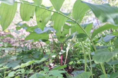 Polygonatum multiflorum