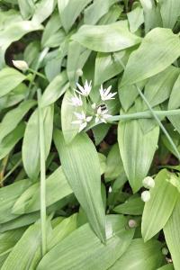 Allium ursinum