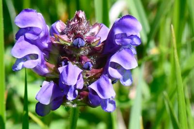 Prunella grandiflora