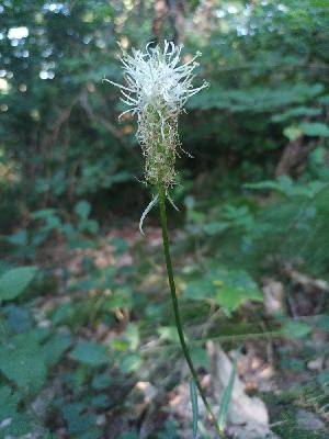 Phyteuma spicatum