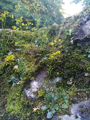 Rorippa pyrenaica