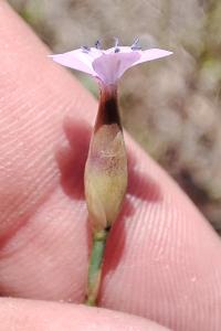 Petrorhagia prolifera