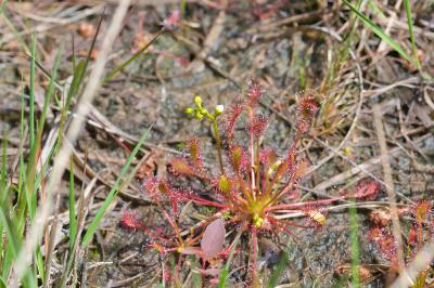 Drosera intermedia