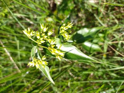 Vincetoxicum hirundinaria