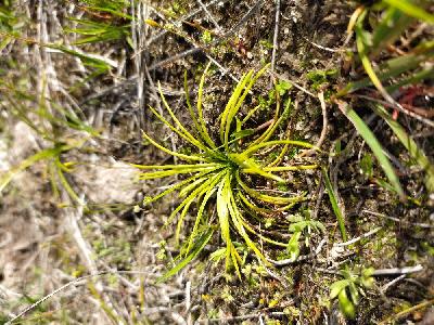 Isoetes histrix