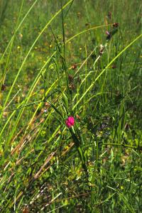 Lathyrus nissolia