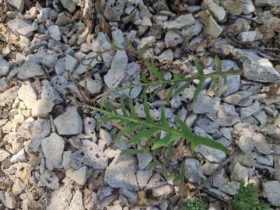 Lactuca perennis