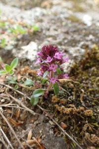 Thymus praecox