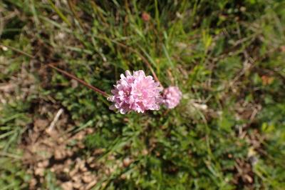 Armeria girardii