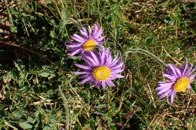 Aster alpinus