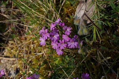 Erinus alpinus