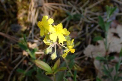Helianthemum oelandicum
