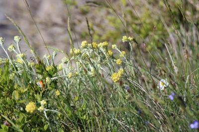 Helichrysum stoechas