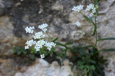 Kernera saxatilis