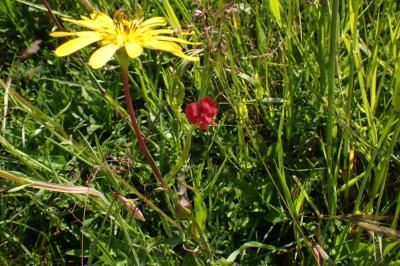Lathyrus cicera