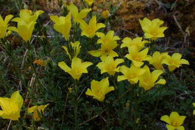 Linum campanulatum