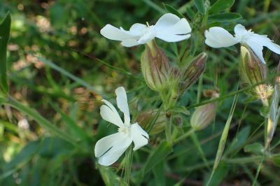 Silene latifolia