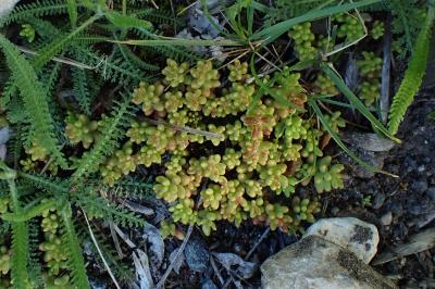 Sedum