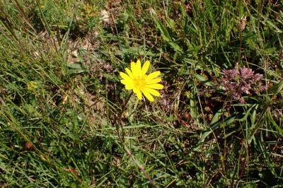 Tragopogon pratensis