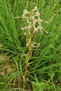 Himantoglossum hircinum