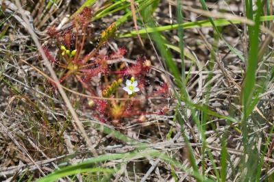 Drosera intermedia