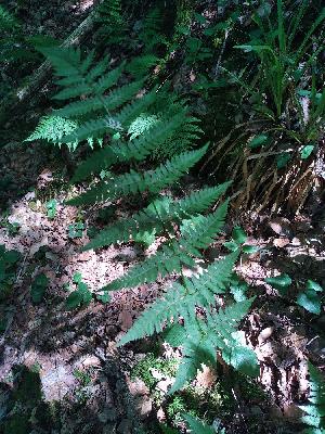 Dryopteris carthusiana
