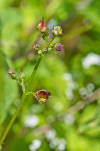 Scrophularia oblongifolia subsp. umbrosa