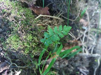 Cystopteris fragilis