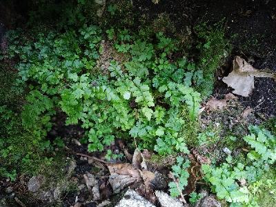 Cystopteris fragilis