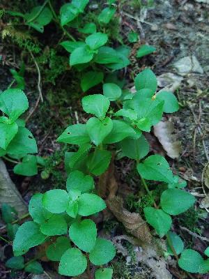 Lysimachia nemorum