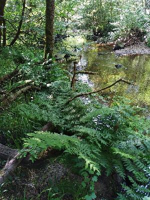 Osmunda regalis