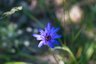 Catananche caerulea