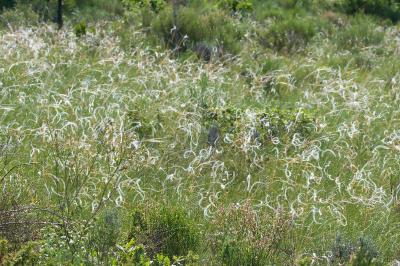 Stipa pennata