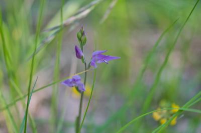 Cephalanthera rubra