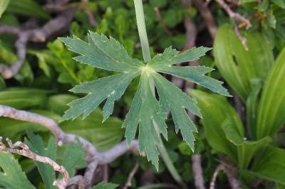 Ranunculus platanifolius