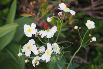 Ranunculus platanifolius