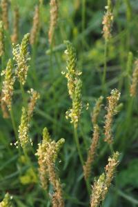 Plantago maritima subsp. serpentina