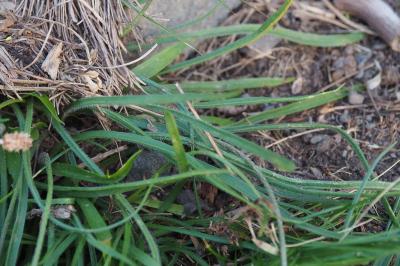 Plantago maritima subsp. serpentina